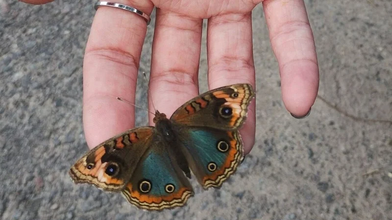 Fotografía de una mariposa que invade Buenos Aires 