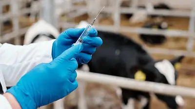 Comienza una importante campaña de prevención de enfermedades para el sector ganadero Comienza una importante campaña de prevención de enfermedades para el sector ganadero