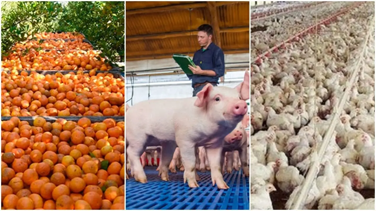 Paradoja argentina: la importación de alimentos creció 80% y pone en jaque a la producción local