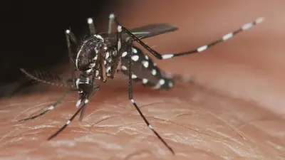 Contra el dengue: cómo combatir el mosquito y evitar contagios en primavera Contra el dengue: cómo combatir el mosquito y evitar contagios en primavera