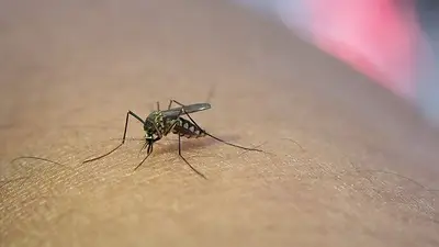 URGENTE: aumentaron a 161 los muertos y hay más de 200 mil infectados por el brote de dengue URGENTE: aumentaron a 161 los muertos y hay más de 200 mil infectados por el brote de dengue