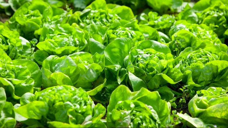 lechuga