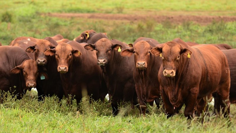 La innovadora forma de producción que se promueve en Formosa: cómo es la ganadería sustentable