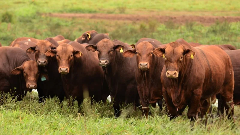 La innovadora forma de producción que se promueve en Formosa: cómo es la ganadería sustentable