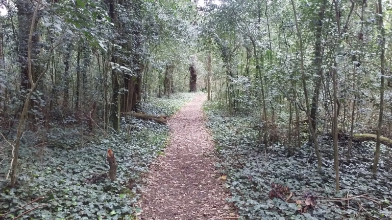 Bosque