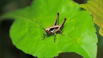 insectos, grillos, plantas, jardines insectos, grillos, plantas, jardines