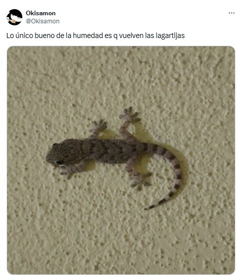 caba, ciudad de buenos aires, insectos, lagartijas