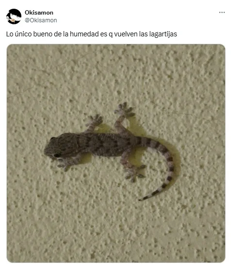 caba, ciudad de buenos aires, insectos, lagartijas