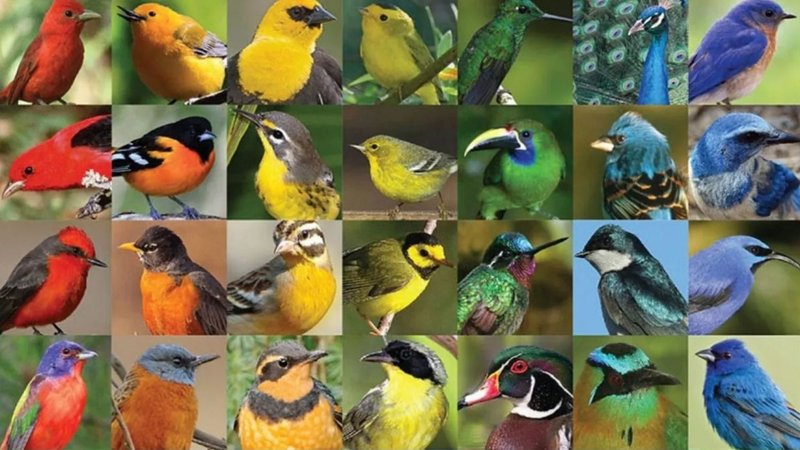 Tipos de aves astrología