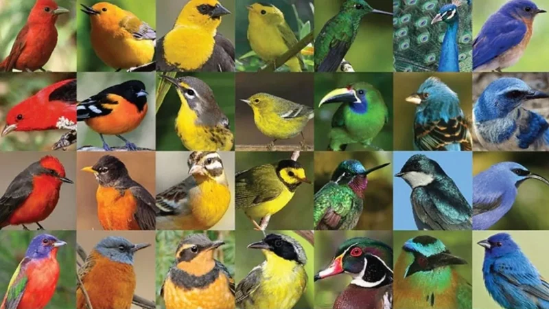 Tipos de aves astrología