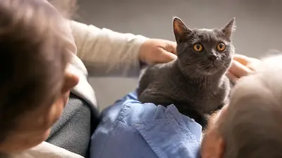 Gato Gato