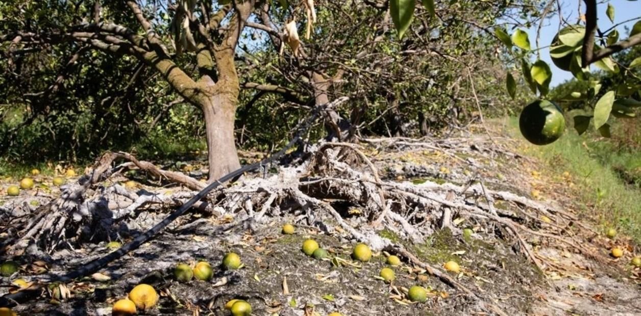 La marca de jugos Tropicana al borde de la quiebra