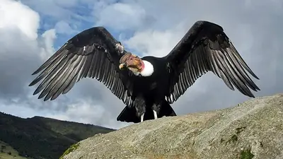 Un santuario privilegiado para avistar al Cóndor Andino: La Rioja se destaca por su espectacular vida silvestre Un santuario privilegiado para avistar al Cóndor Andino: La Rioja se destaca por su espectacular vida silvestre