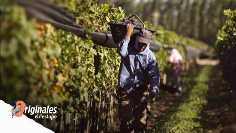 Vendimia sin festejo en el peor momento de los productores de vino: "Están abandonando las fincas"