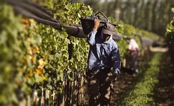 Vendimia sin festejo en el peor momento de los productores: "Abandonan las fincas" | Javier milei presidente