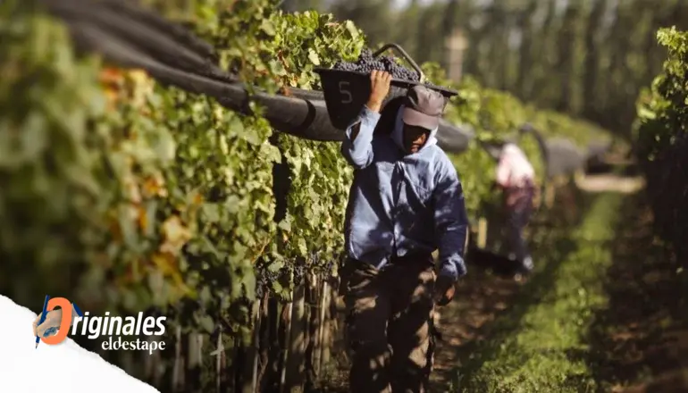 Vendimia sin festejo en el peor momento de los productores de vino: "Están abandonando las fincas"