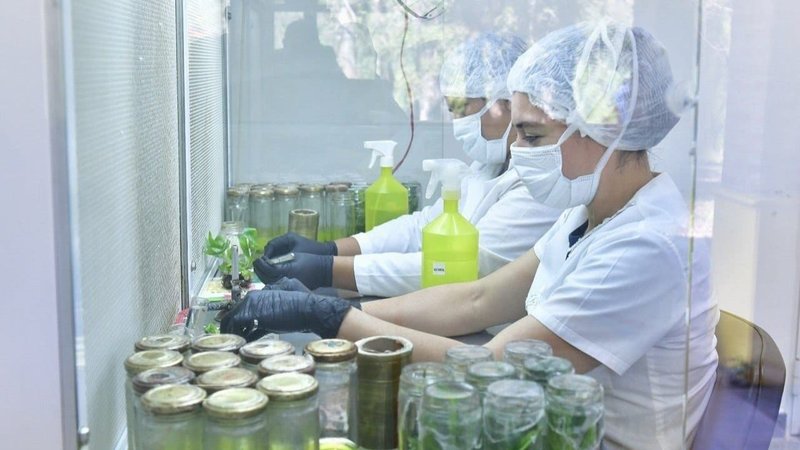 CEDEVA: el programa formoseño que fortalece la economía local a través de los alimentos