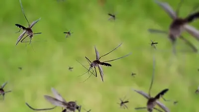 Cuál es el truco casero para ahuyentar a los mosquitos. Cuál es el truco casero para ahuyentar a los mosquitos.