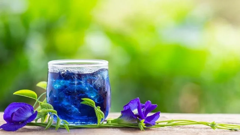 Cuál es la infusión asiática ideal para cuidar la memoria y el metabolismo. Beneficios del té azul y cómo prepararlo. Dónde conseguir té oolong en Argentina.
