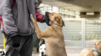 Perro y su dueño. Perro y su dueño.