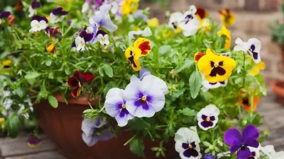 Cuáles son las plantas que florecen en primavera. Cuáles son las plantas que florecen en primavera.