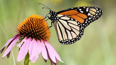 Por qué son importantes las mariposas para los ecosistemas. Qué pasa si se extinguen las mariposas. Mariposas en peligro de extinción. Por qué son importantes las mariposas para los ecosistemas. Qué pasa si se extinguen las mariposas. Mariposas en peligro de extinción.