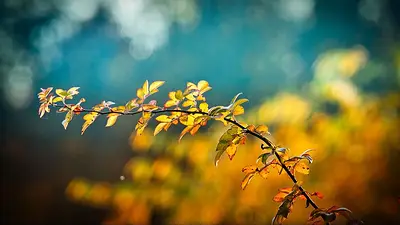 Otoño Otoño