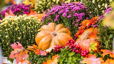 Plantas otoño Plantas otoño