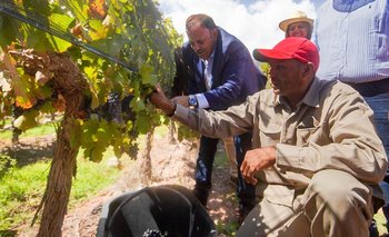 Vendimia 2025: Quintela inauguró la cosecha y anunció ayuda a viticultores | Vendimia