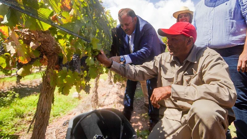 Vendimia 2025: Quintela inauguró la cosecha en La Rioja y confirmó asistencia para productores afectados por el temporal