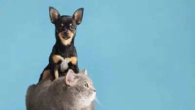 Una gato y un perro Una gato y un perro