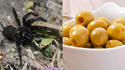 Arañas. Aceitunas. Arañas. Aceitunas.