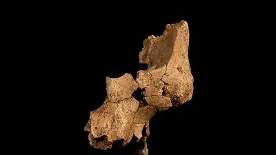 Unos fósiles españoles podrían pertenecer a una antigua especie humana desconocida Unos fósiles españoles podrían pertenecer a una antigua especie humana desconocida