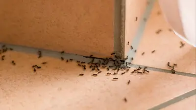 Hormigas en casa. Hormigas en casa.