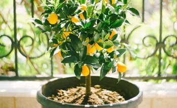 El truco casero para hacer crecer un limonero en casa rápido | Curiosidades