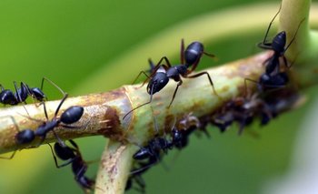 Cómo eliminar hormigas negras en casa: esta es la mejor forma | Servicios