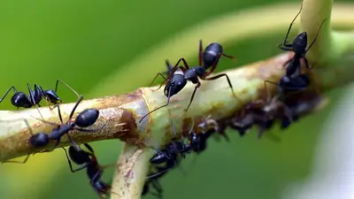 Cómo eliminar hormigas negras Cómo eliminar hormigas negras