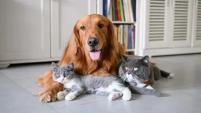 perro, pelos, consejos de limpieza, limpieza, gato perro, pelos, consejos de limpieza, limpieza, gato
