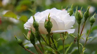 Plantas rosas Plantas rosas