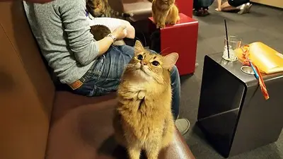 Por qué buscan cerrar los cafés de gatos en el Reino Unido. Cafés de gatos qué son. Qué dicen los proteccionistas de animales sobre los cafés de gatos. Por qué buscan cerrar los cafés de gatos en el Reino Unido. Cafés de gatos qué son. Qué dicen los proteccionistas de animales sobre los cafés de gatos.