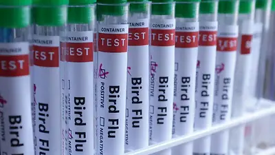 Reino Unido detecta primer caso de gripe aviar en una oveja, avivando los temores de propagación Reino Unido detecta primer caso de gripe aviar en una oveja, avivando los temores de propagación
