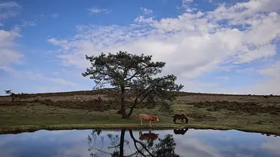 WIDER IMAGE-Los caballos salvajes de Galicia corren peligro, pese a su papel clave en los incendios WIDER IMAGE-Los caballos salvajes de Galicia corren peligro, pese a su papel clave en los incendios