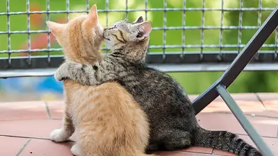 Dos gatos Dos gatos