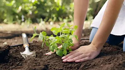 Plantas verduras Plantas verduras