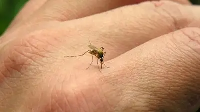 Tras una exitosa campaña de prevención, el Gobierno de Formosa logró bajar los casos de dengue: los detalles Tras una exitosa campaña de prevención, el Gobierno de Formosa logró bajar los casos de dengue: los detalles