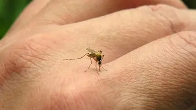 Mosquito picando. Mosquito picando.