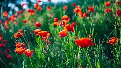 Amapola Amapola