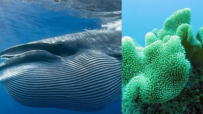 Cuál es el animal más grande del mundo. Por qué la ballena azul no es el animal más grande del mundo. Coral más grande del mundo dónde está. Cuál es el animal más grande del mundo. Por qué la ballena azul no es el animal más grande del mundo. Coral más grande del mundo dónde está.