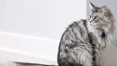 Qué rércord Guinness rompió un gato. Qué rasgo físico tenía el gato que rompió el Récrod Guinness. El gato con la cola más larga del mundo. Gato récord. Qué rércord Guinness rompió un gato. Qué rasgo físico tenía el gato que rompió el Récrod Guinness. El gato con la cola más larga del mundo. Gato récord.