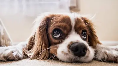 Perro con alergia Perro con alergia